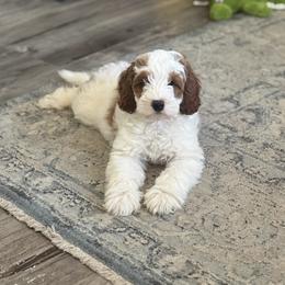 Cavapoo Puppies from AZ Cavapoos