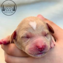 Orange Boy - Apricot male Goldendoodle puppy in Meridian, Idaho from Table Rock Legacy Doodles