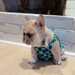 French Bulldog Puppies from The Midwest Frenchies