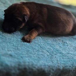 Marley - Sable male German Shepherd puppy in Jamesville, New York from Mark Carfagno's Pups