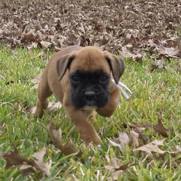 Miss White - Fawn female Boxer puppy in Prairieville, Louisiana from Puppy Patch