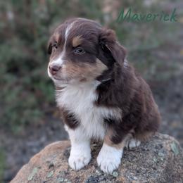 Boy 4 - Red tri-color Australian Shepherd puppy in Yakima, Washington from Naches Heights Ranch