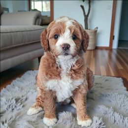 Toffee - Apricot female Goldendoodle puppy in Glenford, Ohio from Mi-De Doodles