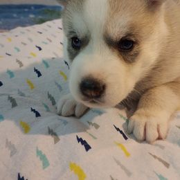 Ryker - Siberian Husky puppy in Las Vegas, Nevada from Tranton Kennels