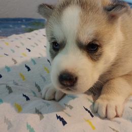 Ryker - Siberian Husky puppy in Las Vegas, Nevada from Tranton Kennels