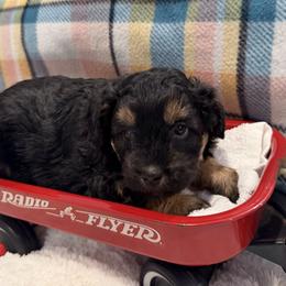 Jupiter - Black tri-color male Aussiedoodle puppy in Republic, Missouri from Holland Hilltop Farm