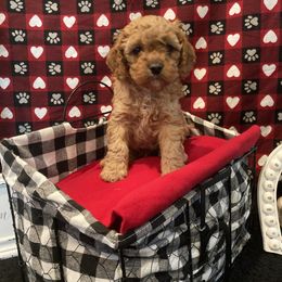 Cockapoo Puppies from Martin's Cockapoos