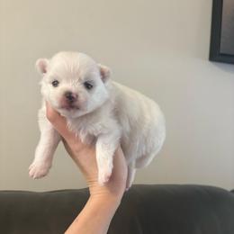 Applejack - White female Pomeranian puppy in Rhode Island from Heartfelt Kennels