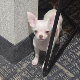 Violet - Fawn female Chihuahua puppy in Indianapolis, Indiana from London Rouge Chihuahuas