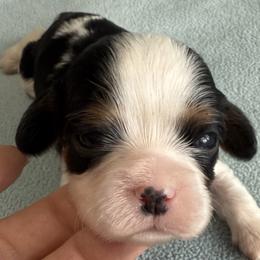 Girl 2 - Tri-color female Cavalier King Charles Spaniel puppy in Clintonville, Wisconsin from Whispering Meadows Performances Horses and Cavalier King Charles Spaniels