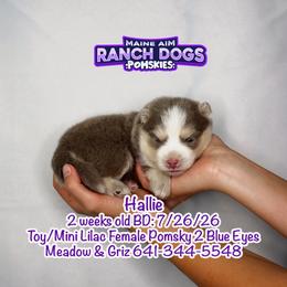 Hallie - Lavender female Pomsky puppy in Humeston, Iowa from M.A.R. Dogs