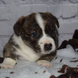 Captain - Brindle and white male Cardigan Welsh Corgi puppy in Rigby, Idaho from Star N Cardigan Corgis