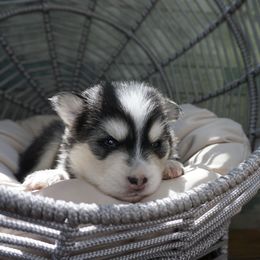 Pomsky Puppies from Arctic Star Pomskies