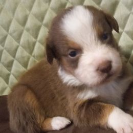 Boy 1 - Red Australian Shepherd puppy in Belleville, West Virginia from Chasitys Australian Shepherds