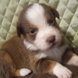 Boy 1 - Red Australian Shepherd puppy in Belleville, West Virginia from Chasitys Australian Shepherds
