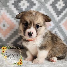 Cheddar DM CLEAR - Sable female Pembroke Welsh Corgi puppy in Idaho from Arrowleaf Corgis