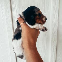 Alfalfa - Piebald male Dachshund puppy in Ariton, Alabama from Beaver Creek Dachshunds