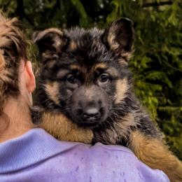 Blue Cinderella - Black and tan female German Shepherd puppy in Bonney Lake, Washington from German Shepherds Von Washington