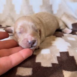 Clear cream boy - Cream male Dachshund puppy in Wichita, Kansas from Rustic Dachshunds