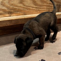 Belgian Malinois from Tomy K9 Support Services