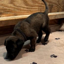 Belgian Malinois from Tomy K9 Support Services