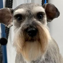 Miniature Schnauzers from Hamilton Schnauzers