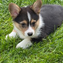 RAPHAEL(RAPH) - Black and tan male Pembroke Welsh Corgi puppy in Drain, Oregon from Sunnydale Corgis