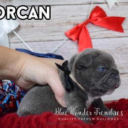 Lorcan Salvaterre - Blue male French Bulldog puppy in Loxahatchee, Florida from Blue Wonder Frenchies