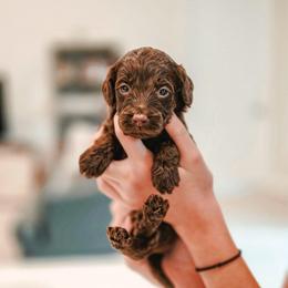 Kiss - Chocolate female Goldendoodle puppy in Punta Gorda, Florida from Transformation Acres Goldendoodle