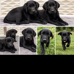 Labrador Retriever puppies from Dawn's Labrador Retrievers