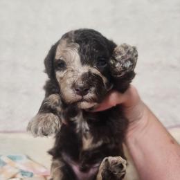 Storge - Merle male Cockapoo puppy in Fort White, Florida from Jade