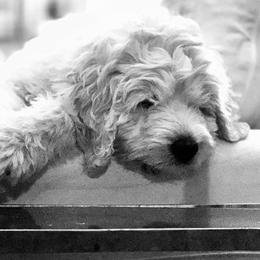 Bernedoodle and Pyredoodle Puppies from FDF Pyredoodles & Bernedoodles
