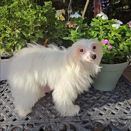 Gianni Long Star Angel - White male Chinese Crested puppy in Amarillo, Texas from Victoria's Chinese Cresteds Long Star Angels