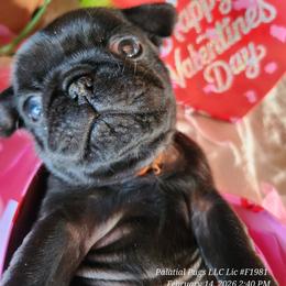 Boy 1 - Black male Pug puppy in Lebanon, Maine from Palatial Pugs LLC