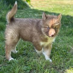 Carmelita - Red and white female Siberian Husky puppy in London, Ohio from Rose Trail Siberian’s