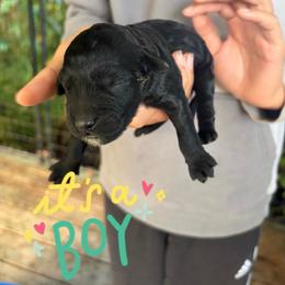 Kona - Black male Goldendoodle puppy in Willits, California from Big Island Goldendoodles