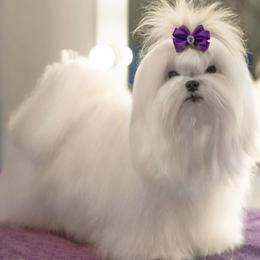 Cooper White Diamond Sofia - White male Maltese puppy in Anza, California from Top Shepherd - Snow Angels Bichon Frisé, Maltise, toy Poodles.