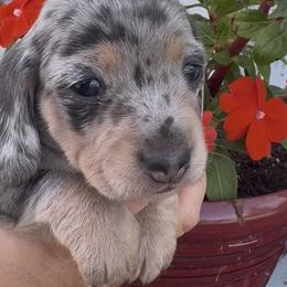 Dachshund Puppies from Dandelion Doxies