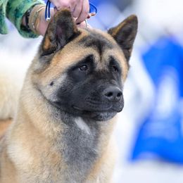 Boo - Akita