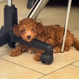 Poodle Puppies from Red Mini Poodles AZ