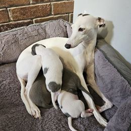 Italian Greyhound puppies from Julia's Italian Greyhounds