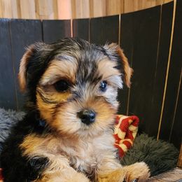 Kooper - Black and tan Yorkshire Terrier puppy in Junction City, Ohio from On The Edge Of A Dream Yorkies