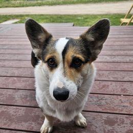 Jessi - Pembroke Welsh Corgi