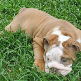 Bulldogs from Lilac-A-Bulls