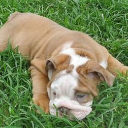 Bulldogs from Lilac-A-Bulls