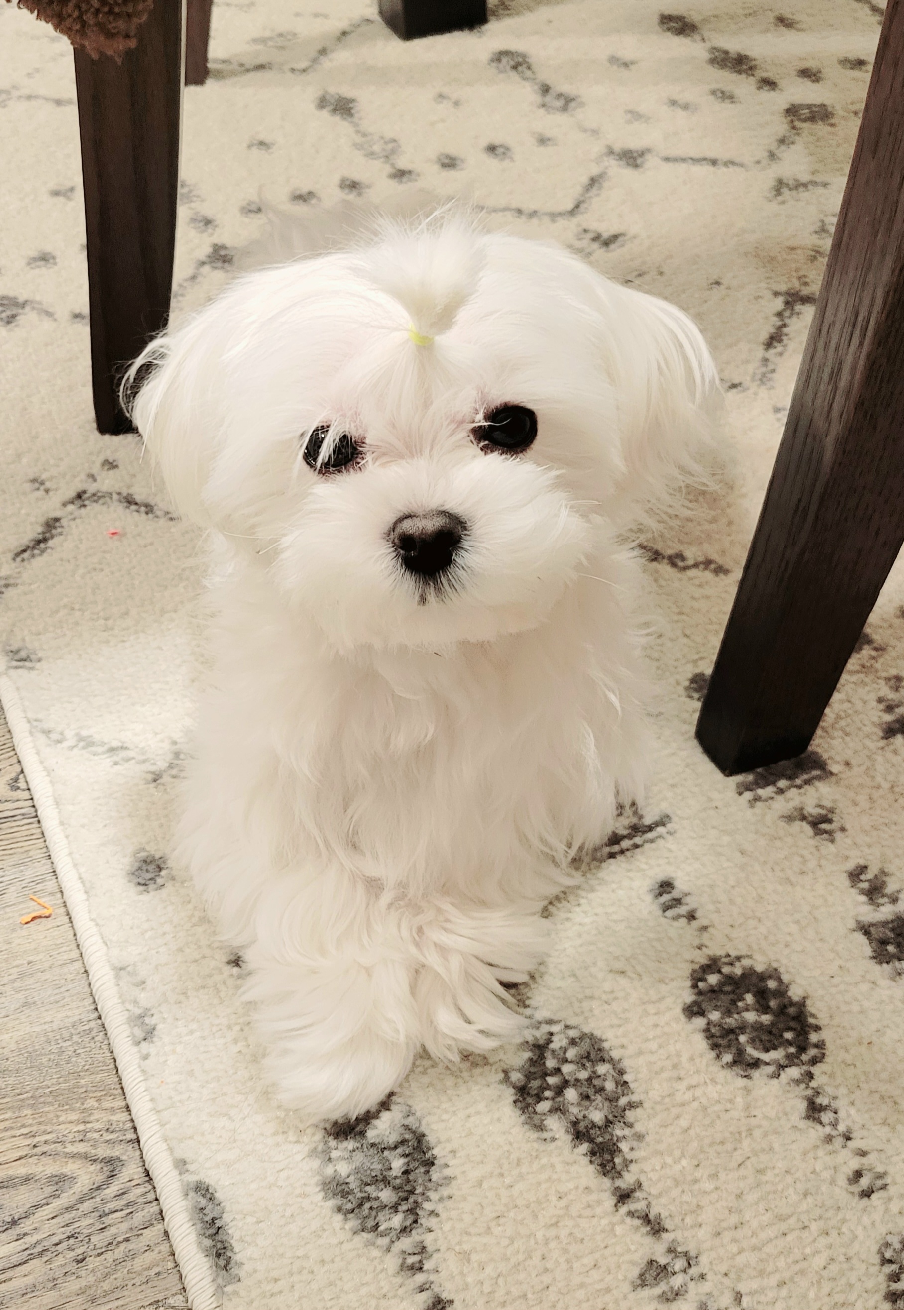 Maltese All Grown Up from MaltesePark