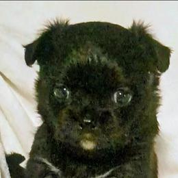 Bandit - Black and white male Chihuahua puppy in Redding, California from Akc ivy league chihuahua .  Com