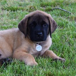 Mastiff Puppies from Mastiffs of Middle Earth