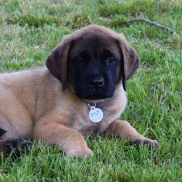 Mastiff Puppies from Mastiffs of Middle Earth