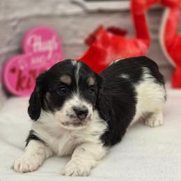 Aston - Piebald male Dachshund puppy in Norwood, Missouri from Madra's Dashing Doxies